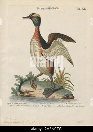 Podiceps auritus, Print, The horned grebe or Slavonian grebe (Podiceps auritus) is a relatively small waterbird in the family Podicipedidae. There are two known subspecies: P. a. auritus, which breeds in Eurasia, and P. a. cornutus, which breeds in North America. The Eurasian subspecies is distributed over most of northern Europe and Asia, breeding from Greenland to western China. The North American subspecies spans most of Canada and some of the United States. The species got its name from large patches of yellowish feathers located behind the eyes, called 'horns Stock Photo