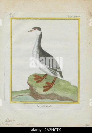 Podiceps auritus, Print, The horned grebe or Slavonian grebe (Podiceps auritus) is a relatively small waterbird in the family Podicipedidae. There are two known subspecies: P. a. auritus, which breeds in Eurasia, and P. a. cornutus, which breeds in North America. The Eurasian subspecies is distributed over most of northern Europe and Asia, breeding from Greenland to western China. The North American subspecies spans most of Canada and some of the United States. The species got its name from large patches of yellowish feathers located behind the eyes, called 'horns Stock Photo