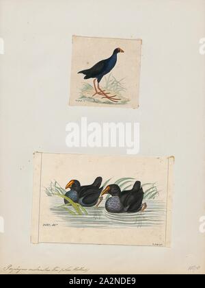 Porphyrio melanotus, Print, The Australasian swamphen (Porphyrio melanotus) is a species of swamphen (Porphyrio) occurring in eastern Indonesia (the Moluccas, Aru and Kai Islands), Papua New Guinea, Australia and New Zealand. In New Zealand, it is known as the pukeko (from the Māori pūkeko). The species used to be considered a subspecies of the purple swamphen., 1700-1880 Stock Photo