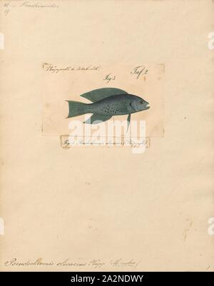 Pseudochromis olivaceus, Print, Pseudochromis is a genus of fish in the family Pseudochromidae found in Indian and Pacific Ocean., 1700-1880 Stock Photo