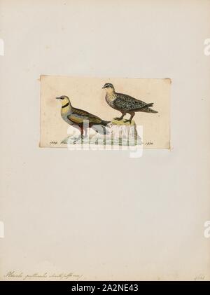 Pterocles gutturalis, Print, The yellow-throated sandgrouse (Pterocles gutturalis) is a species of bird in the family Pteroclididae., 1820-1860 Stock Photo