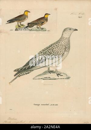 Pterocles senegallus, Print, The spotted sandgrouse (Pterocles senegallus) is a species of ground dwelling bird in the family Pteroclididae. It is found in arid regions of northern and eastern Africa and across the Middle East and parts of Asia as far east as northwest India. It is a gregarious, diurnal bird and small flocks forage for seed and other vegetable matter on the ground, flying once a day to a waterhole for water. In the breeding season pairs nest apart from one another, the eggs being laid in a depression on the stony ground. The chicks leave the nest soon after hatching and eat Stock Photo