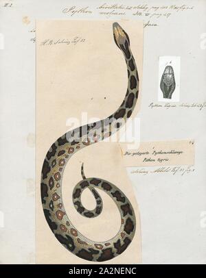 Python bivittatus, Print, The Burmese python (Python bivittatus) is one ...