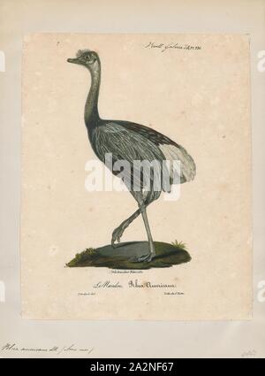 American Rhea or Common Rhea - Rhea americana Stock Photo - Alamy