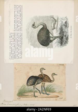 Rhea darwinii, Print, Darwin's rhea (Rhea pennata), also known as the lesser rhea, is a large flightless bird, but the smaller of the two extant species of rheas. It is found in the Altiplano and Patagonia in South America., 1700-1880 Stock Photo