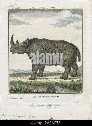 Rhinoceros bicornis, Print, A rhinoceros, commonly abbreviated to rhino, is one of any five extant species of odd-toed ungulates in the family Rhinocerotidae, as well as any of the numerous extinct species therein. Two of the extant species are native to Africa and three to Southern Asia. The term 'rhinoceros' is often more broadly applied to now extinct species of the superfamily Rhinocerotoidea., 1700-1880 Stock Photo