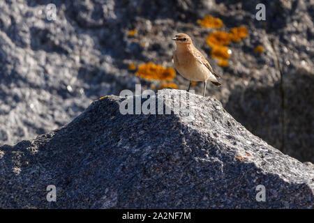 Wheatear (Oenanthe oenanthe) on coastal rocks UK. Female autumn plumage sandy brown white rump pale short stripe over eye brownish wings pale cheeks. Stock Photo