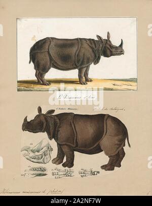 Rhinoceros unicornis, Print, The Indian rhinoceros (Rhinoceros unicornis), also called the greater one-horned rhinoceros and great Indian rhinoceros, is a rhinoceros native to the Indian subcontinent. It is listed as Vulnerable on the IUCN Red List, as populations are fragmented and restricted to less than 20, 000 sq km (7, 700 sq mi). Moreover, the extent and quality of the rhino's most important habitat, alluvial grassland and riverine forest, is considered to be in decline due to human and livestock encroachment. As of 2008, a total of 2, 575 mature individuals were estimated to live in the Stock Photo