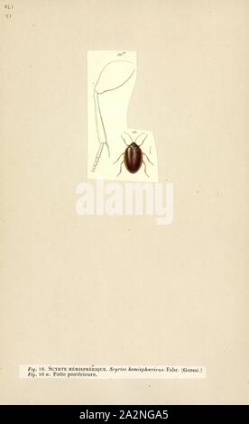 Marsh Beetles (Scirtidae Stock Photo - Alamy