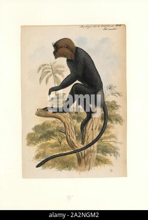 Semnopithecus johnii, Print, The Nilgiri langur (Semnopithecus johnii) is a langur (a type of Old World monkey) found in the Nilgiri Hills of the Western Ghats in South India. Its range also includes Kodagu in Karnataka, Kodayar Hills in Tamil Nadu, and many other hilly areas in Kerala and Tamil Nadu. This primate has glossy black fur on its body and golden brown fur on its head. It is similar in size and long-tailed like the gray langurs. Females have a white patch of fur on the inner thigh. It typically lives in troops of nine to ten monkeys. Its diet consists of fruits, shoots and leaves Stock Photo