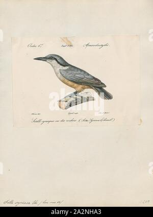 Sitta syriaca, Print, Nuthatch, The nuthatches constitute a genus, Sitta, of small passerine birds belonging to the family Sittidae. Characterised by large heads, short tails, and powerful bills and feet, nuthatches advertise their territory using loud, simple songs. Most species exhibit grey or bluish upperparts and a black eye stripe., 1842-1848 Stock Photo