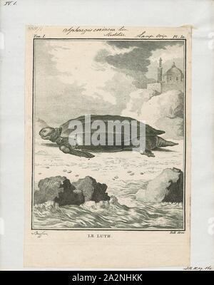 Sphargis coriacea, Print, The leatherback sea turtle (Dermochelys coriacea), sometimes called the lute turtle or leathery turtle or simply the luth, is the largest of all living turtles and is the fourth-heaviest modern reptile behind three crocodilians. It is the only living species in the genus Dermochelys and family Dermochelyidae. It can easily be differentiated from other modern sea turtles by its lack of a bony shell, hence the name. Instead, its carapace is covered by skin and oily flesh., 1700-1880 Stock Photo