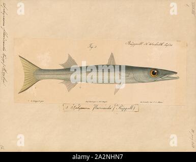 Sphyraena flavicauda, Print, The yellowtail barracuda (Sphyraena flavicauda) is one of the smaller species of barracuda of the family Sphyraenidae, which occurs in Indo-West Pacific oceans, it has also invaded the Mediterranean through the Suez Canal from the Red Sea, making it one of the Lessepsian migrants., 1700-1880 Stock Photo