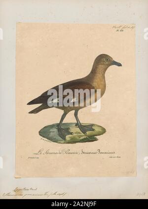 Stercorarius pomarinus, Print, The pomarine jaeger (Stercorarius pomarinus), pomarine skua, or pomatorhine skua, is a seabird in the skua family Stercorariidae. It is a migrant, wintering at sea in the tropical oceans., 1825-1834 Stock Photo