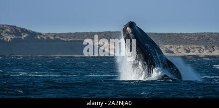 Whale in Puerto Piramides, Argentina Stock Photo