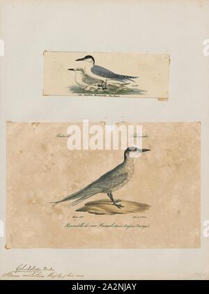 The gull-billed tern, formerly Sterna nilotica, is in the Laridae ...