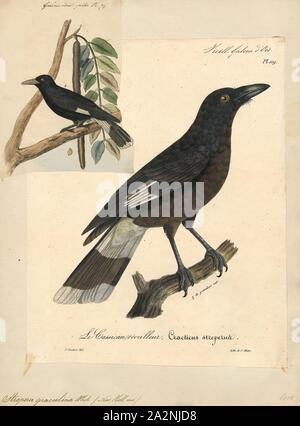 Strepera graculina, Print, The pied currawong (Strepera graculina) is a medium-sized black passerine bird native to eastern Australia and Lord Howe Island. One of three currawong species in the genus Strepera, it is closely related to the butcherbirds and Australian magpie of the family Artamidae. Six subspecies are recognised. It is a robust crowlike bird averaging around 48 cm (19 in) in length, black or sooty grey-black in plumage with white undertail and wing patches, yellow irises, and a heavy bill. The male and female are similar in appearance. Known for its melodious calls, the species Stock Photo