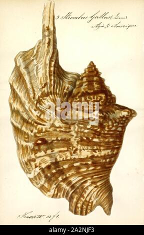 Lobatus gallus, previously known as Strombus gallus, common name the