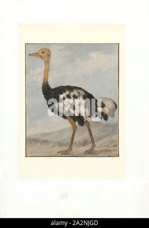 Struthio camelus, Print, The common ostrich (Struthio camelus), or simply ostrich, is a species of large flightless bird native to certain large areas of Africa. It is one of two extant species of ostriches, the only living members of the genus Struthio in the ratite order of birds. The other is the Somali ostrich (Struthio molybdophanes), which was recognized as a distinct species by BirdLife International in 2014 having been previously considered a very distinctive subspecies of ostrich., 1753-1834 Stock Photo