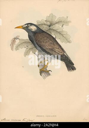 Sturnus cineraceus, Print, The white-cheeked starling or grey starling (Spodiopsar cineraceus) is a passerine bird of the starling family. It is native to eastern Asia where it is a common and well-known bird in much of its range. Usually, it is placed in the genus Spodiopsar., 1833-1850 Stock Photo