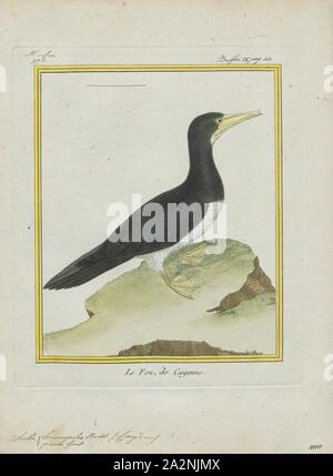 Sula leucogaster, Print, The brown booby (Sula leucogaster) is a large ...