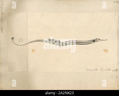 Syngnathus acus, Print, The greater pipefish (Syngnathus acus) is a pipefish of the family Syngnathidae. It is a seawater fish and the type species of the genus Syngnathus., 1700-1880 Stock Photo
