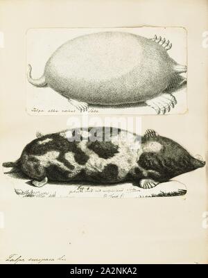 Talpa europaea, Print, The European mole (Talpa europaea) is a mammal of the order Eulipotyphla. It is also known as the common mole and the northern mole., 1700-1880 Stock Photo