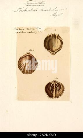 Terebratula dorsata, Print, Terebratula is a modern genus of brachiopods with a fossil record dating back to the Late Devonian. These brachiopods are stationary epifaunal suspension feeders and have a worldwide distribution Stock Photo