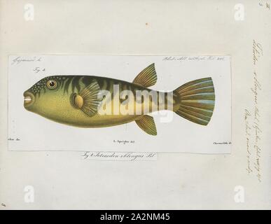 Tetrodon oblongus, Print, 1700-1880 Stock Photo