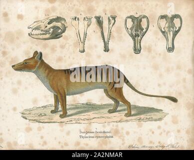 Thylacinus cynocephalus, Print, The thylacine (Thylacinus cynocephalus), now extinct, is one of the largest known carnivorous marsupials, evolving about 4 million years ago. The last known live animal was captured in 1933 in Tasmania. It is commonly known as the Tasmanian tiger because of its striped lower back, or the Tasmanian wolf because of its canid-like characteristics. It was native to Tasmania, New Guinea, and the Australian mainland., 1700-1880