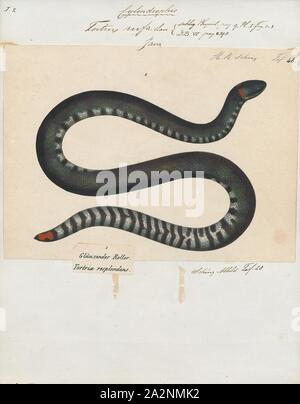 Lined Pipe Snake Cylindrophis lineatus is a spectacular species from Borneo  Stock Photo - Alamy