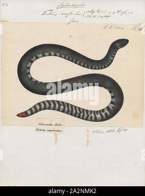 Red-tailed Pipe Snake (Cylindrophis ruffus)