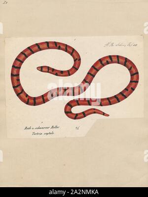 American Pipe Snake
