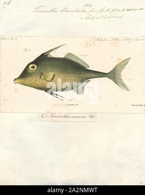 Triacanthus biaculeatus, Print, Triacanthus biaculeatus, also known as the Short-nosed tripod fish, is a species of marine fish in the family Triacanthidae. It is native to the Indian Ocean and the western Pacific Ocean. Its caudal fin is yellow., 1700-1880 Stock Photo