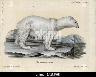 Ursus maritimus, Print, The polar bear (Ursus maritimus) is a hypercarnivorous bear whose native range lies largely within the Arctic Circle, encompassing the Arctic Ocean, its surrounding seas and surrounding land masses. It is a large bear, approximately the same size as the omnivorous Kodiak bear (Ursus arctos middendorffi). A boar (adult male) weighs around 350–700 kg (772–1, 543 lb), while a sow (adult female) is about half that size. Polar bears are the largest land carnivores currently in existence, rivaled only by the Kodiak bear. Although it is the sister species of the brown bear, it Stock Photo