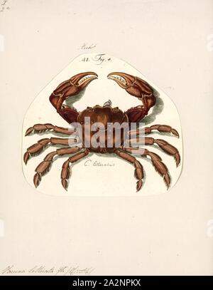 Varuna litterata, Print, The river swimming crab, Varuna litterata, is a euryhaline species of crab. Known from India, East Africa, Australia and Japan. This species was recorded in a fresh water stream in Coffs Harbour in eastern Australia Stock Photo