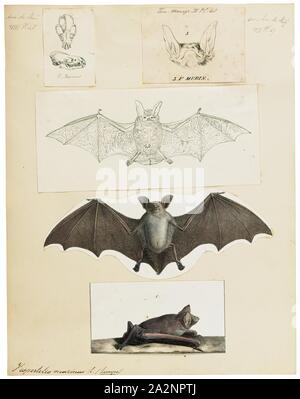 Vespertilio murinus, Print, The parti-coloured bat or rearmouse (Vespertilio murinus) is a species of vesper bat that lives in temperate Eurasia., 1700-1880 Stock Photo