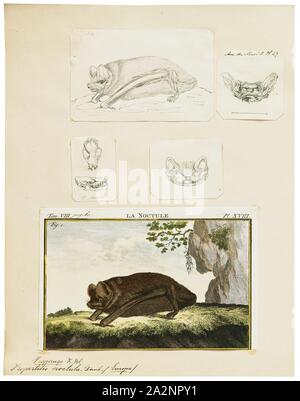 Vespertilio noctula, Print, Vespertilio is a genus of bats in the ...