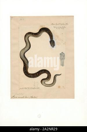 Vipera cornuta, Print, The many-horned adder (Bitis cornuta) is a venomous viper species found in certain rocky desert areas, mostly along the Atlantic coast of southern Africa. They have characteristic tufts of 'horns' above each eye. no subspecies are currently recognized., 1823 Stock Photo