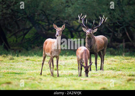 Red deer, cervus elaphus, herd with stag sniffing for scents of hind during rutting season in wilderness. Group of wild mammals in vivid prairie in su