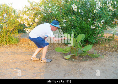 man in a hat studies a cactus plant in hot climates Stock Photo