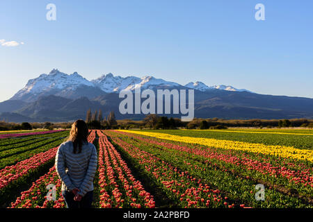 Rear view of a young woman walking along field of tulips against snow-capped Andes mountains and clear sky as background in Patagonia, Argentina Stock Photo