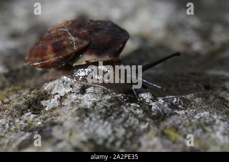Lapidary snail on a stone wall Stock Photo