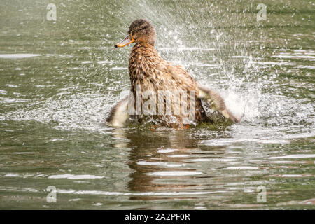 The duck landed in the water. Mallard, lat. Anas platyrhynchos, female. Portrait of a female of duck on the water Stock Photo