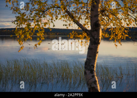 Autumn  colours in Muonio, Lapland, Finland Stock Photo