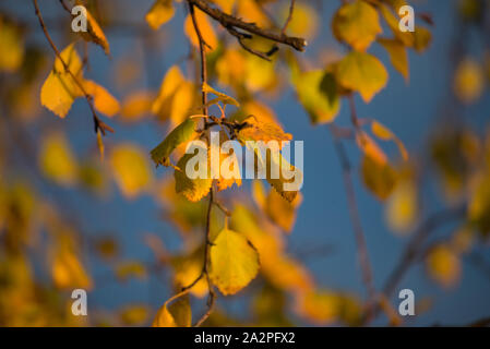 Autumn  colours in Muonio, Lapland, Finland Stock Photo