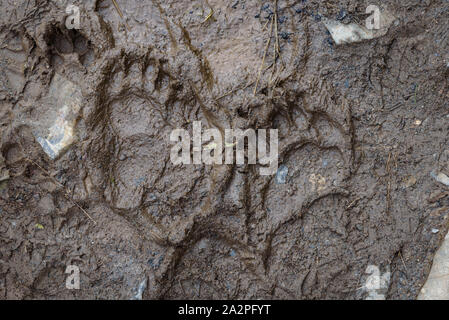 Fresh black bear footprint in mud on hiking trail, Exit Glacier, Kenai Fjords National Park, Seward, Alaska, United States Stock Photo
