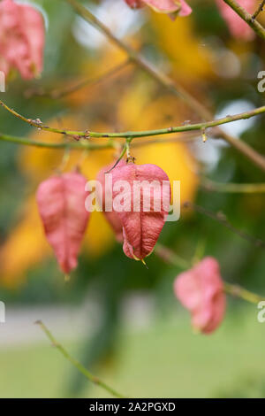 Koelreuteria paniculata ‘Rose Lantern’. Golden Rain Tree seed pod in autumn. UK Stock Photo