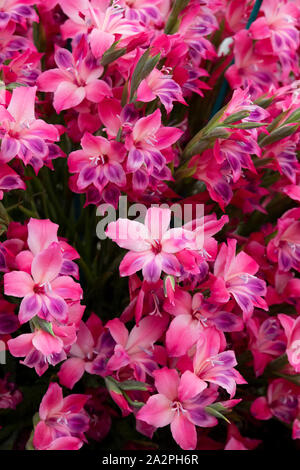 Gladiolus. Gladioli ‘Vulcano' flowers on a floral display at a flower show. UK. Gladiolus nanus ‘Volcano’ / Sword lily ‘Volcano’ Stock Photo