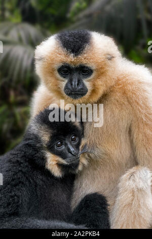 Yellow-cheeked gibbon / golden-cheeked crested gibbon (Nomascus gabriellae) female suckling young, native to Vietnam, Laos and Cambodia Stock Photo
